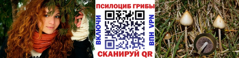 Галлюциногенные грибы Psilocybine cubensis  как найти закладки  Жиздра 